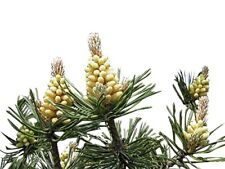 Waldkiefer -Pinus sylvestris