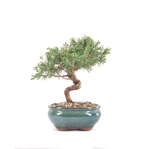 Bonsai chinesischer wacholder - chinesischer,