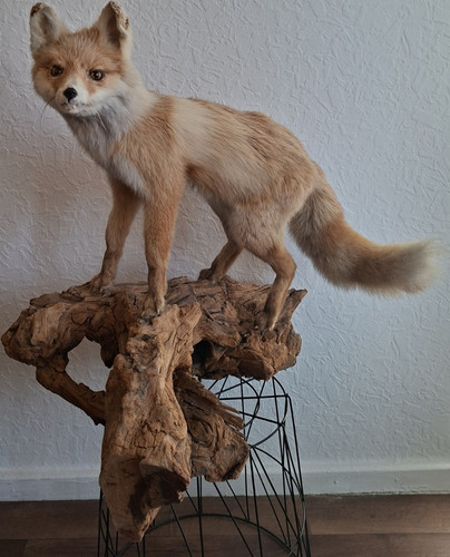 Rotfuchs tierpräparat - rotfuchs,