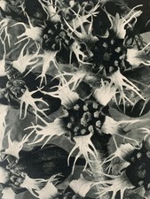 1929 Karl Blossfeldt Druck -