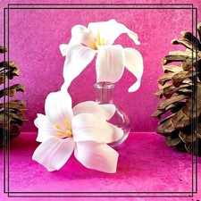 Lilien Zuckerblumen als