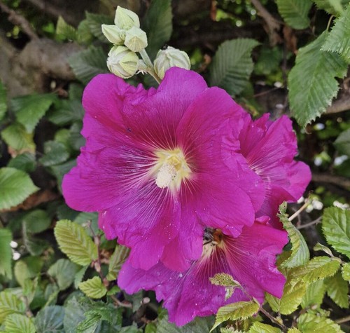 Stockrosen samen für - stockrosen,
