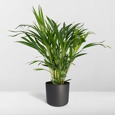 Dypsis Lutescens Areca Palme Ø24cm Höhe 120cm Pflegeleichte Zimmerpflanze für Ha