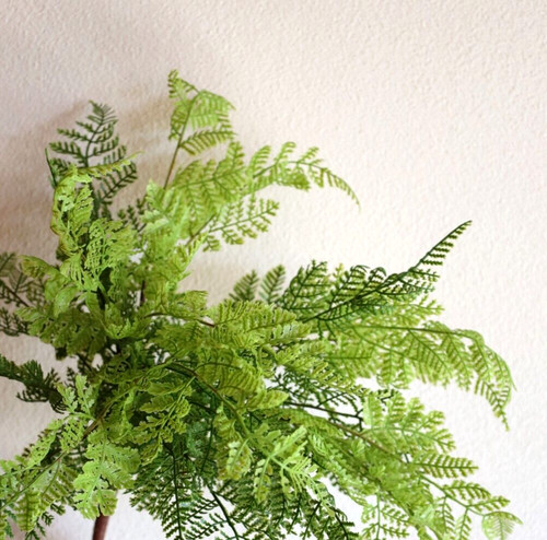 Waldfarn busch 48cm - waldfarn, •