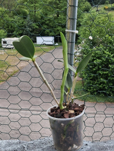 Cattleya leopoldii var alba - cattleya, var.