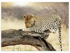 Wallario Teppich Fußmatte ab 50x70cm -Motiv Leopard Baumstamm Afrika Tier   Ast