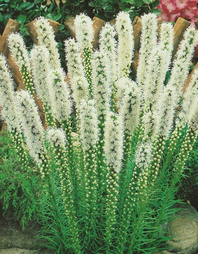 Liatris spicata alba - liatris,