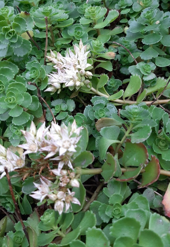 Stauden sedum spurium - 5,