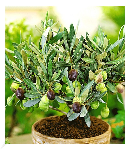 Olive pflanze olea europaea - olive,1,