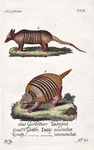 Gürteltier pangolin tiere - gürteltier,