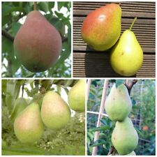 Familienbaum Trio Birne - Birnenbaum Birnbaum Buschbaum für den Garten  