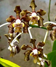 Vanda Species brunnea ´Olive