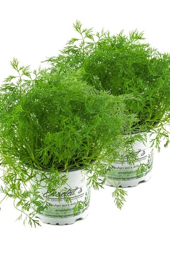 Dill pflanze frische - dill, pflanze,