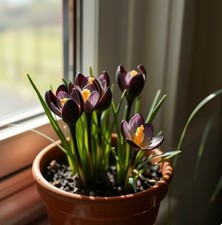 Schneekrokusse dunkel Krokusse