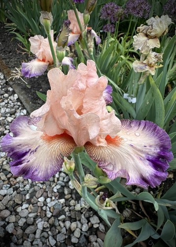 Schwertlilie iris joy - iris,