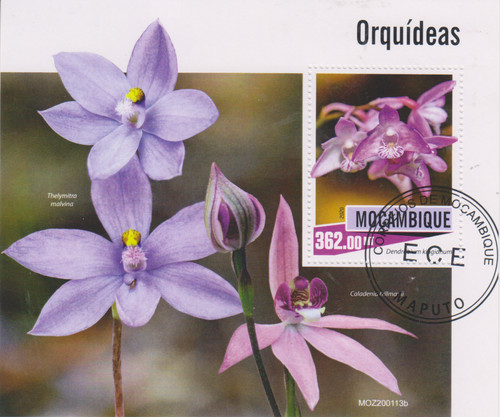 Blumen orchideen mosambik - blumen,