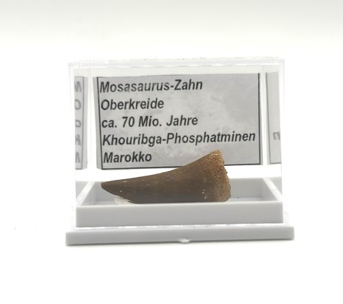 Schöner mosasaurus zahn - mosasaurus,