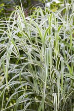 Miscanthus sinensis