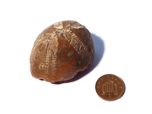 Echter seeigel echinoid - echinoid, fossil