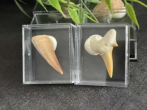 Fossil zähne hai - 2x, &