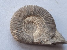 Super unpräp. Dactylioceras