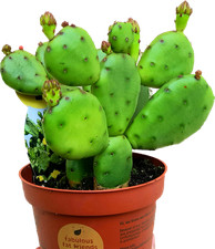 Feigenkaktus Opuntia humifusa