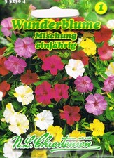 Wunderblume Mischung Rabattenpflanze duftend 'Mirabilis jalapa'   552504
