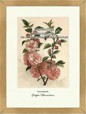 Gelappter pflaumenbaum prunus - gelappter,