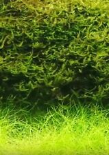 Javamoos sehr große Portion ca 1 Liter Taxiphyllum barbieri Vesicularia dubyana