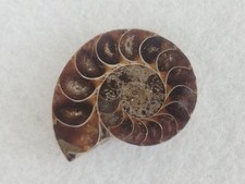 Ammonit Scheibe poliert - Versteinerung Fossilien Sammlung