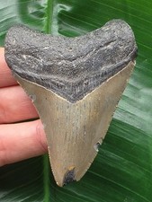 7,3 cm grauer Zahn des