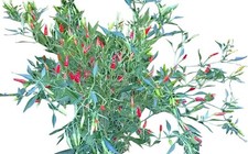 Mini thai chili chilli 10 - mini-thai,