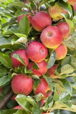 Malus 'Elstar', Apfelbaum, 40