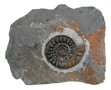 Lias Standstück mit