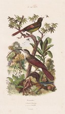 Kaphonigvogel Promerops cafer