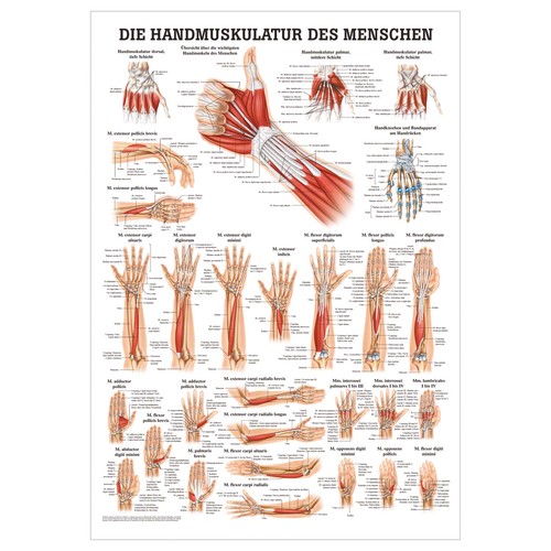 Handmuskulatur poster anatomie - poster,