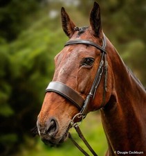 FSS Anatomische JÄGER Trense Monokrone ARBEITER Show gepolstert FLACH UNI 6cm 2" Nase