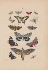 Schmetterlinge Schwalbenschwanz Admiral Totenkopf LITHOGRAPHIE von 1885