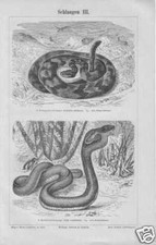 Schlangen Klapperschlange Kobra HOLZSTICHE von 1897