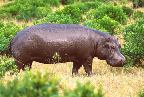 Postkarte hippo - 1,