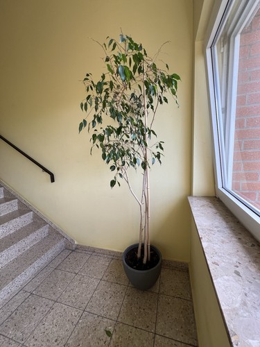 Ficus benjamin große - ficus,
