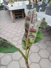 Musa acuminata zebrina