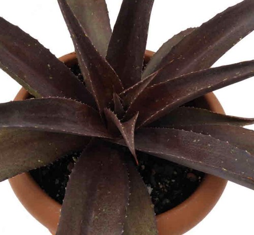 Ableger von agave red - agave, wing