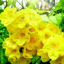 Goldener Trompetenstrauch –