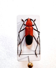 Cerambycidae Heterops
