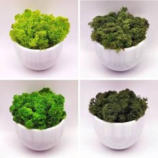 Konserviertes Moos Islandmoos