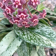 Hoya Pubicalyx  Silver Splash