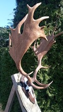 Hirschgeweih,Damhirsch,Deko,Ko