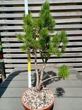Pinus sylvestris Waldkiefer Bonsai