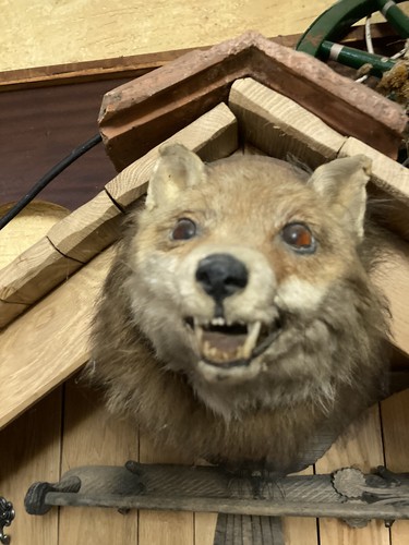 Rotfuchs präparat zum - präparat,